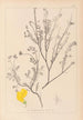 Herbier de la flore française Pl0536 - Louis Antoine Cusin — artwork view