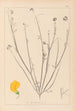Herbier de la flore française Pl0537 - Louis Antoine Cusin — vista de la obra
