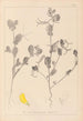 Herbier de la flore française Pl0539 - Louis Antoine Cusin — vista de la obra