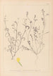 Herbier de la flore française Pl0540 - Louis Antoine Cusin — vista de la obra