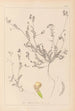 Herbier de la flore française Pl0541 - Louis Antoine Cusin — vista de la obra