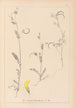 Herbier de la flore française Pl0543 - Louis Antoine Cusin — artwork view