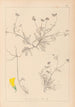 Herbier de la flore française Pl0545 - Louis Antoine Cusin — vista de la obra
