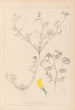 Herbier de la flore française Pl0546 - Louis Antoine Cusin — vista de la obra