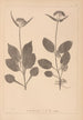 Herbier de la flore française Pl0688 - Louis Antoine Cusin — artwork view