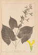 Herbier de la flore française Pl0809 - Louis Antoine Cusin — artwork view