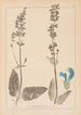Herbier de la flore française Pl0810 - Louis Antoine Cusin — vista de la obra
