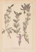 Herbier de la flore française Pl0821 - Louis Antoine Cusin — artwork view