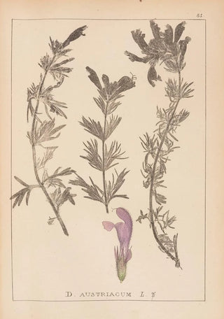 Louis Antoine Cusin - Herbier de la flore franaise Pl0821.webp