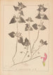 Herbier de la flore française Pl0829 - Louis Antoine Cusin — artwork view