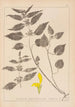 Herbier de la flore française Pl0832 - Louis Antoine Cusin — vista de la obra