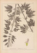 Herbier de la flore française Pl0833 - Louis Antoine Cusin — artwork view