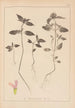 Herbier de la flore française Pl0840 - Louis Antoine Cusin — artwork view
