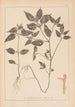 Herbier de la flore française Pl0841 - Louis Antoine Cusin — vista de la obra