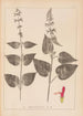 Herbier de la flore française Pl0847 - Louis Antoine Cusin — artwork view