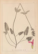 Herbier de la flore française Pl0862 - Louis Antoine Cusin — vista de la obra
