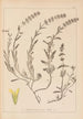Herbier de la flore française Pl0874 - Louis Antoine Cusin — vista de la obra