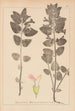 Herbier de la flore française Pl0878 - Louis Antoine Cusin — vista de la obra