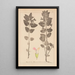 Herbier de la flore française Pl0878 - Louis Antoine Cusin — cuadro enmarcado en la pared
