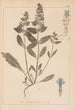 Herbier de la flore française Pl0896 - Louis Antoine Cusin — vista de la obra