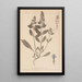Herbier de la flore française Pl0896 - Louis Antoine Cusin — cuadro enmarcado en la pared