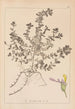 Herbier de la flore française Pl0903 - Louis Antoine Cusin — vista de la obra