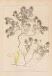 Herbier de la flore française Pl0912 - Louis Antoine Cusin — vista de la obra