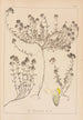 Herbier de la flore française Pl0914 - Louis Antoine Cusin — vista de la obra