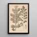 Herbier de la flore française Pl0916 - Louis Antoine Cusin — cuadro enmarcado en la pared