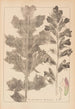 Herbier de la flore française Pl0916 - Louis Antoine Cusin — vista de la obra
