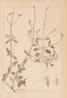 Herbier de la flore française Pl0917 - Louis Antoine Cusin — vista de la obra