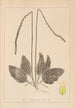 Herbier de la flore française Pl0922 - Louis Antoine Cusin — vista de la obra