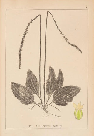 Louis Antoine Cusin - Herbier de la flore franaise Pl0922.webp