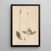 Herbier de la flore française Pl0924 - Louis Antoine Cusin — framed artwork on a wall