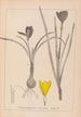Herbier de la flore française Pl0958 - Louis Antoine Cusin — vista de la obra