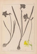 Herbier de la flore française Pl0960 - Louis Antoine Cusin — vista de la obra