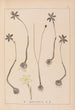 Herbier de la flore française Pl0969 - Louis Antoine Cusin — vista de la obra