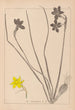 Herbier de la flore française Pl0970 - Louis Antoine Cusin — vista de la obra