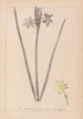 Herbier de la flore française Pl0972 - Louis Antoine Cusin — vista de la obra