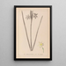 Herbier de la flore française Pl0972 - Louis Antoine Cusin — cuadro enmarcado en la pared