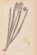 Herbier de la flore française Pl0973 - Louis Antoine Cusin — artwork view