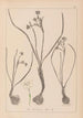 Herbier de la flore française Pl0974 - Louis Antoine Cusin — vista de la obra