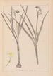 Herbier de la flore française Pl0976 - Louis Antoine Cusin — vista de la obra