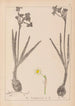 Herbier de la flore française Pl0977 - Louis Antoine Cusin — artwork view