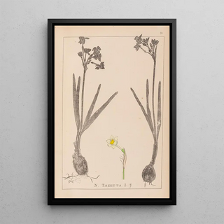 Louis Antoine Cusin - Herbier de la flore franaise Pl0977.webp