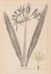 Herbier de la flore française Pl0980 - Louis Antoine Cusin — vista de la obra