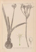 Herbier de la flore française Pl0981 - Louis Antoine Cusin — vista de la obra