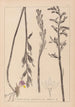Herbier de la flore française Pl0982 - Louis Antoine Cusin — artwork view