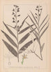 Herbier de la flore française Pl0983 - Louis Antoine Cusin — vista de la obra