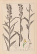 Herbier de la flore française Pl0984 - Louis Antoine Cusin — vista de la obra